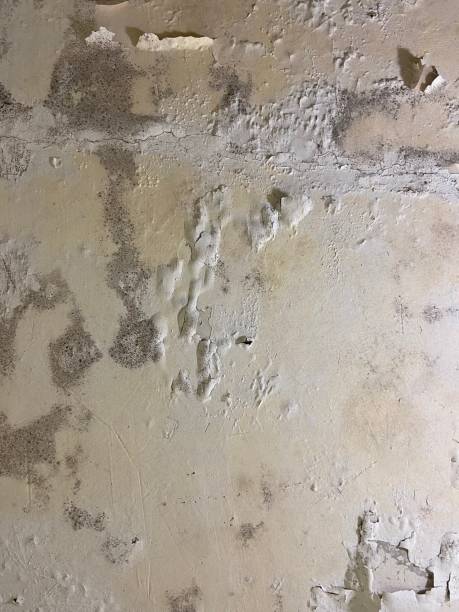 Best Mold Testing  in Calumet Park, IL